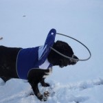 Rufus Blind Lab Mix
