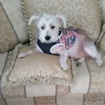 Shilo Blind Westie Terrier Haol