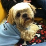 Sniffels Blind Shih Tzu Halo