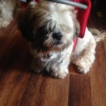 Sniffels Blind Shih Tzu Halo