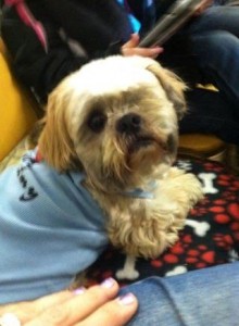 Sniffels Blind Shih Tzu Halo