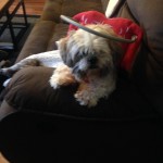 Sniffels Blind Shih Tzu Halo