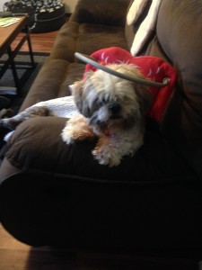 Sniffels Blind Shih Tzu Halo