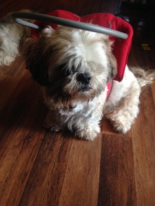 Sniffels Blind Shih Tzu Halo