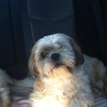 Sniffels Blind Shih Tzu Halo