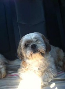 Sniffels Blind Shih Tzu Halo