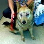 Stevie Blind German Shepard Halo