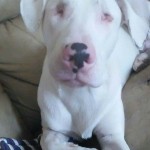 Valcore Blind Pit Bull Halo