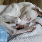 Valcore Blind Pit Bull Halo