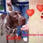 Cody Blind German Shorthaired Pointer Halo