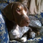 Cody Blind German Shorthaired Pointer Halo