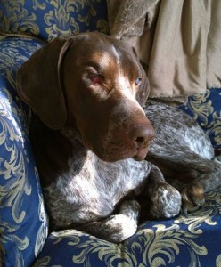 Cody Blind German Shorthaired Pointer Halo