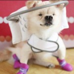Hercules Blind Shih Tzu/ Japanesse Spitz Halo