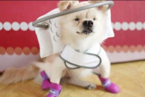 Hercules Blind Shih Tzu/ Japanesse Spitz Halo