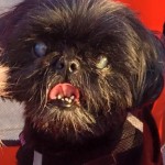 Nemo Blind Shih Tzu Halo