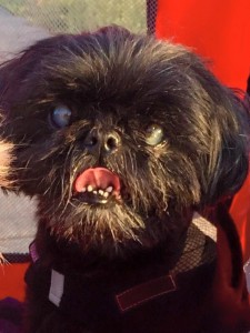 Nemo Blind Shih Tzu Halo