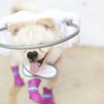Hercules Blind Shih Tzu/ Japanesse Spitz Halo
