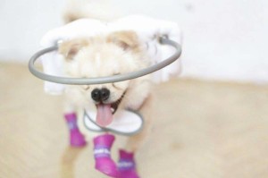 Hercules Blind Shih Tzu/ Japanesse Spitz Halo