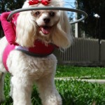 Tina Angel Blind Poodle Halo
