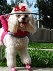 Tina Angel Blind Poodle Halo