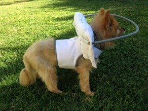 Norton Blind Pomeranian Halo