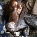Cody Blind German Shorthaired Pointer Halo