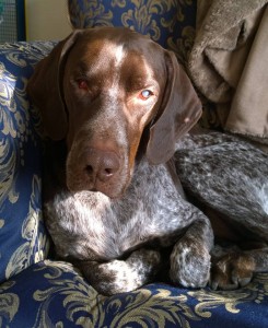 Cody Blind German Shorthaired Pointer Halo