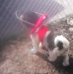 Britney Spears Blind Shih Tzu Halo