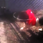 Britney Spears Blind Shih Tzu Halo