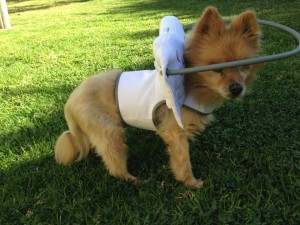 Norton Blind Pomeranian Halo