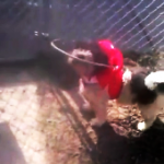 Britney Spears Blind Shih Tzu Halo