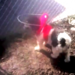 Britney Spears Blind Shih Tzu Halo