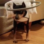 Alexander Blind Min Pin Halo