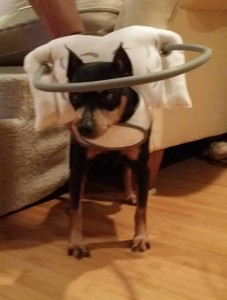 Alexander Blind Min Pin Halo