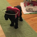 Alexis Blind Cocker Spaniel Halo
