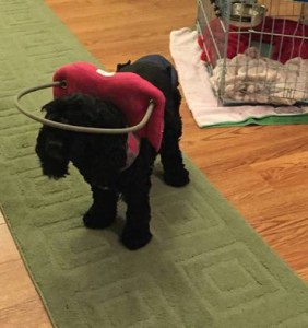 Alexis Blind Cocker Spaniel Halo