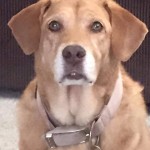 Annie Blind Lab Halo