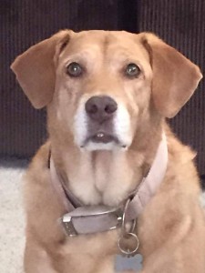 Annie Blind Lab Halo