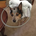 Annie Australian Cattle Dog Halo