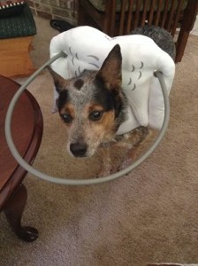 Annie Australian Cattle Dog Halo
