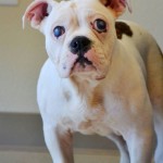 Batty Blind English Bulldog Halo