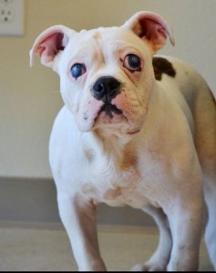 Batty Blind English Bulldog Halo