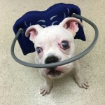 Batty Blind English Bulldog Halo