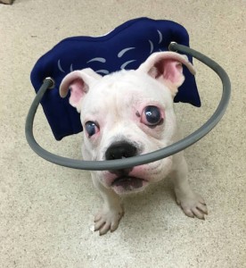 Batty Blind English Bulldog Halo