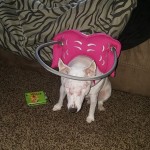 Bella Blind Jack Russell Halo