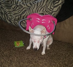 Bella Blind Jack Russell Halo