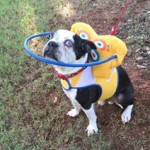 Bert Blind Boston Terrier Halo