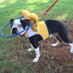 Bert Blind Boston Terrier Halo