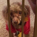 Bitz Blind Poodle Halo