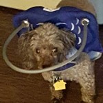 Bit Blind Poodle Halo